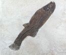 Notogoneus Fossil Fish (Scarce Species) - Wyoming #47551-2